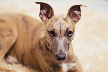 Pure breed whippet dog laying down