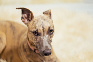 Pure breed whippet dog looking at you suspiciously.