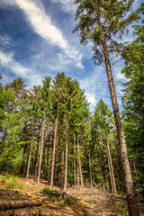In den Nordvogesen bei Niederbronn-les-Bains