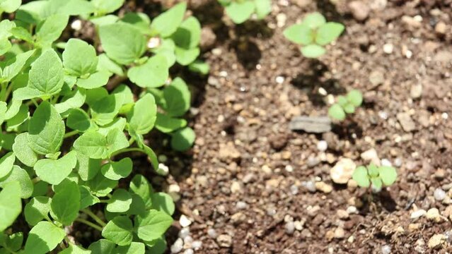 屋外の風にそよぐ日本の大葉の苗
