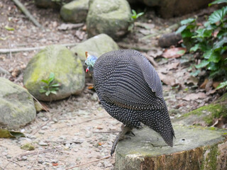 Helmeted guineafowl (Numida meleagris) is the best known of the guineafowl bird family roaming in park