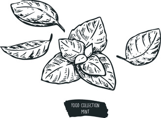 collection of food, mint ingredients