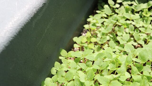 屋外の風にそよぐ日本の大葉の苗