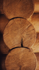 cross section of tree stump