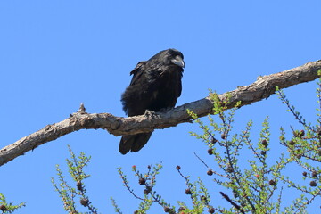 Corvus corax. Common Raven sits on a tree branch