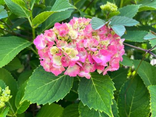 ピンク色に咲き始めた紫陽花