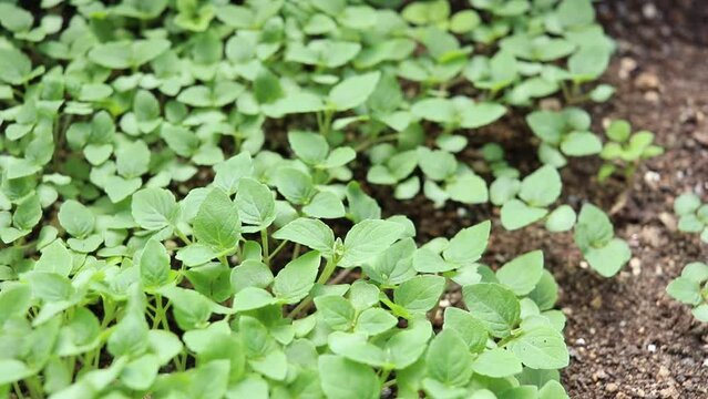 屋外の風にそよぐ日本の大葉の苗