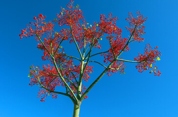 bright red, scarlet flowers, Brachychiton Acerifolius, amazing flowering tree, against a blue sky, unusual bloom, very bright red, spain, denia, summer
