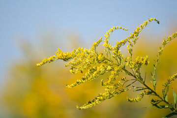 Riesen-Goldrute
