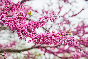 Branch with blossoming cherry tree flowers in peak spring