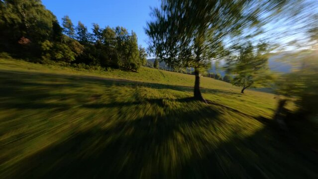 Aerial panorama tranquility evening view autumn sunny meadow forest trees mountain valley scenery. FPV sports drone herd of wild horses and sheep cow grazing field surrounded by sunlight ray landscape