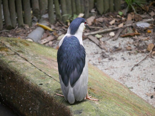 Heron Bird standing and relaxing in Park