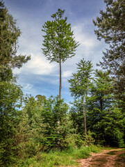 In den Nordvogesen bei Niederbronn-les-Bains