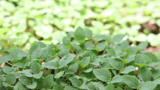 屋外の風にそよぐ日本の大葉の苗
