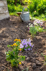 Spring garden decoration with flowers, planting flowers in the ground near the house, home gardening and hobby