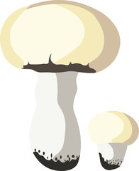  Autumn Mushrooms isolated Vector illustration on white background.