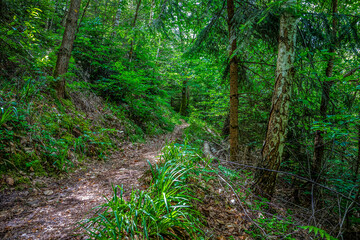 Obraz premium In den Nordvogesen bei Niederbronn-les-Bains