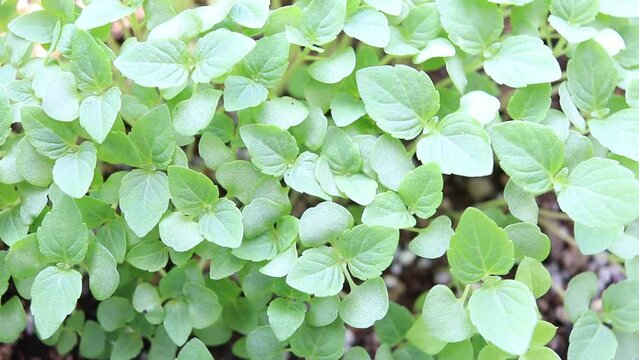 屋外の風にそよぐ日本の大葉の苗

