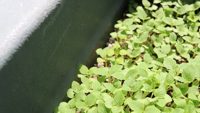 屋外の風にそよぐ日本の大葉の苗
