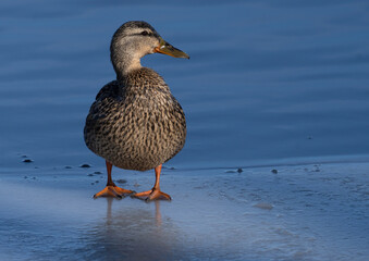 Mallard, platyrhynchos.