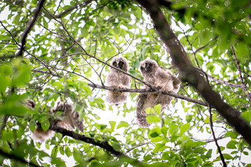 北海道の初夏、トラフズクの兄弟。