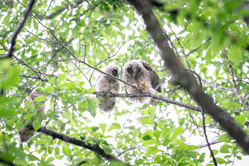 北海道の初夏、トラフズクの兄弟。