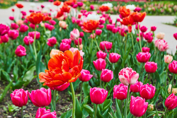 Detail of blossoming tulips in spring gardens with red flower in focus