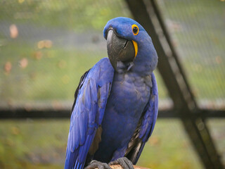 Hyacinth macaw (Anodorhynchus hyacinthinus), or hyacinthine macaw, is a parrot seated on wood log in park