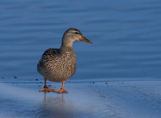 Mallard