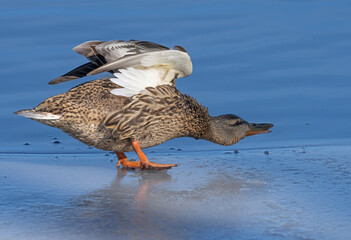 Mallard