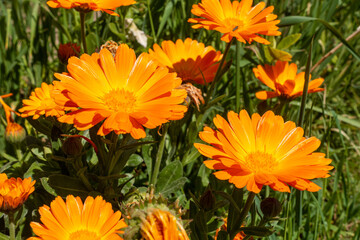 English marigolds flowers