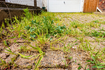 Weeds growing in cracks between pavers in a block paving driveway.