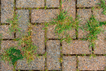 Weeds growing in cracks between pavers in a block paving driveway.