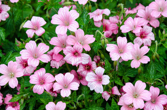 Geranium endressii or French cranesbill flowering on a garden