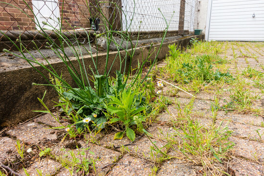 Weeds growing in cracks between pavers in a block paving driveway.