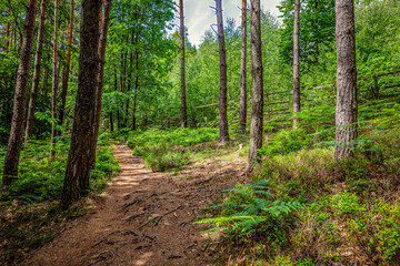 In den Nordvogesen bei Niederbronn-les-Bains