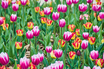 Endless pink and red tulips blossoming in spring