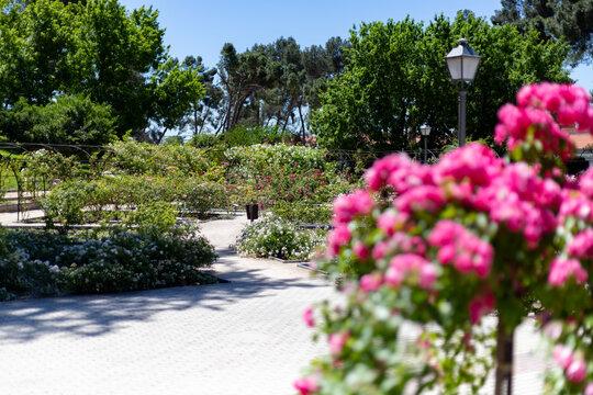 Flowers. Path full of flowers of different colors in the park of the rose garden of the Parque del Oeste in Madrid. Background full of colorful flowers. Spring print. In Spain. Europe. Photography.	