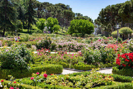 Flowers. Photography full of flowers of different colors in the park of the rose garden of the Parque del Oeste in Madrid. Background full of colorful flowers. Spring print. In Spain. Europe. Photo.	