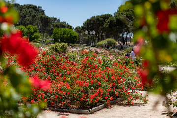 Flowers. Red flowers with background flowers of different colors in the park of the rose garden of the Parque del Oeste in Madrid. Background full of colorful flowers. Spring print. In Spain. Europe.