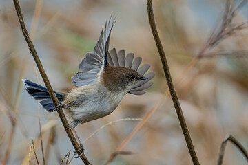 Female Superb Fairy-wren flying from a dried stem