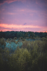 Obraz premium sunset over the forest