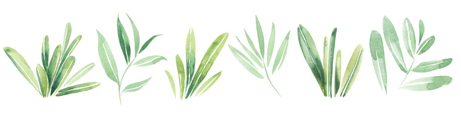 Green mint and rosemary. Watercolor illustration of spices and herbs.