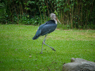 Lesser adjutant stork (Leptoptilos javanicus) is a large wading bird in the stork family Ciconiidae roaming in park