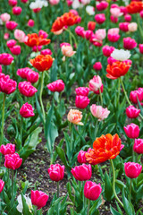 Field of vibrant red and pink tulips in spring garden