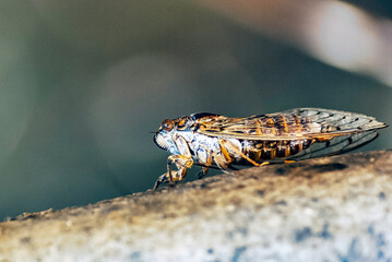 Cretan cicada (Cicada cretensis) - Gouves, Crete, Greece