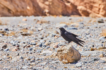 Desert landscape with crow resting on small rock