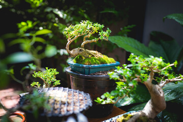 Mini bonsai tree in the flowerpot on bonsai stand a natural background - 507469500