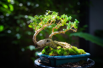 Mini bonsai tree in the flowerpot on bonsai stand a natural background - 507469508