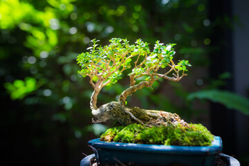 Mini bonsai tree in the flowerpot on bonsai stand a natural background - 507469511